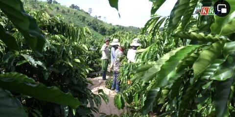 Chủ động điều tiết lao động mùa thu hái cà phê