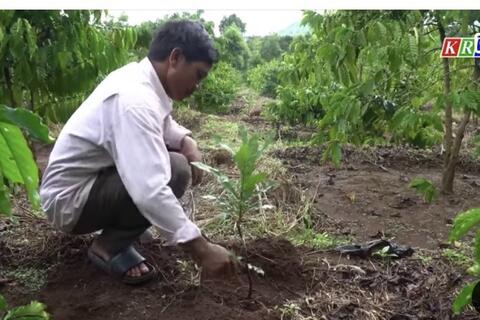 Đăk Hà trồng mới hơn 700 héc ta diện tích cây lâu năm
