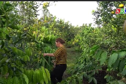 Hiệu quả kinh tế trồng xen cây ăn quả trong vườn cà phê