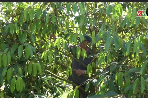 Hiệu quả kinh tế trồng xen cây ăn quả trong vườn cà phê