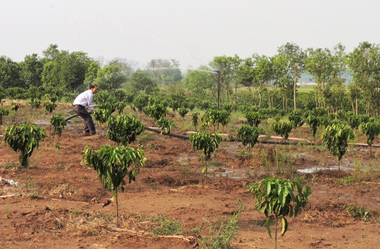 Đăk Hà: Người trồng cà phê lo thất thu vì nắng hạn kéo dài
