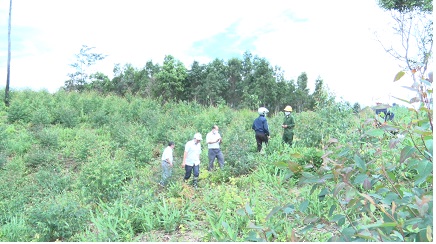 Kiểm tra diện tích trồng rừng tập trung tại xã Đăk Ui