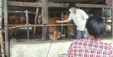 Đăk Hà – Chủ động phòng chống dịch bệnh trên đàn gia súc