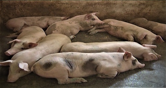 Huyện Đăk Hà công bố dịch tả lợn Châu phi