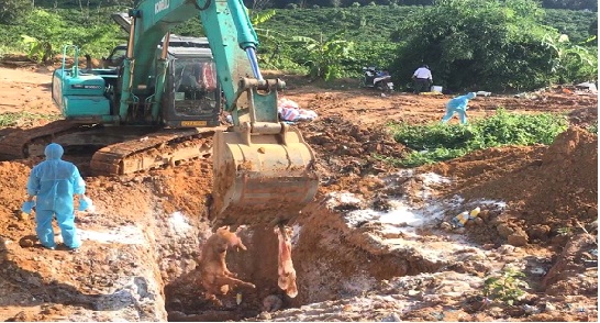 Phó Chủ tịch UBND tỉnh Nguyễn Hữu Tháp kiểm tra công tác chống dịch tả lợn châu Phi tại huyện Đăk Hà